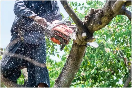 tree services East Ridge